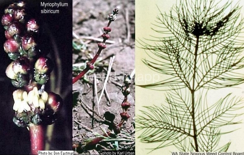 watermilfoil